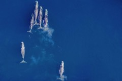 Reference photograph of Bowhead whale. Aerial view of a pod feeding in the Arctic. This is the credited science-section photograph, not the uncredited hero.