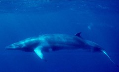 Reference photograph of Common minke whale. File description explicitly identifies Balaenoptera acutorostrata, not Antarctic minke whale.