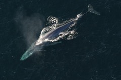 Reference photograph of Blue whale. Blue whale swimming at the surface.