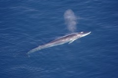 Reference photograph of Fin whale. Photographed off Greenland.
