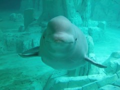 Reference photograph of Beluga (white whale). Captive beluga at L’Oceanogràfic, Valencia, Spain.
