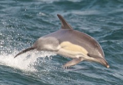 Reference photograph of Short-beaked common dolphin. Source is already cropped by Medium69; the file page explicitly identifies Delphinus delphis and credits Netspy for the photograph.