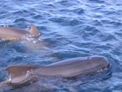 Reference photograph of Long-finned pilot whale. File description identifies Globicephala melas in the Strait of Gibraltar.