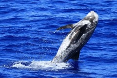 Reference photograph of Risso's dolphin. Photographed during the 2010 Hawaiian Islands Cetacean and Ecosystem Assessment Survey.
