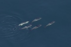 Reference photograph of Atlantic white-sided dolphin. Group of Atlantic white-sided dolphins.