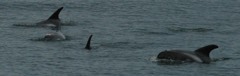 Reference photograph of White-beaked dolphin. Swimming animals; file description and species category identify white-beaked dolphins. No photograph location is asserted.