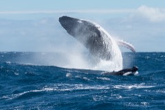 Reference photograph of Humpback whale. Mother and calf photographed off Tahiti, French Polynesia.