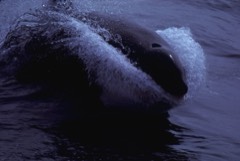 Reference photograph of Killer whale (orca). NOAA Photo Library image anim1133; file description identifies a killer whale.