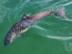 Reference photograph of Harbour porpoise. Captive animal photographed at Fjord & Bælt, Kerteminde, Denmark.