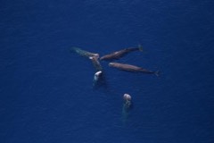 Reference photograph of Sperm whale. Aerial view of six sperm whales.