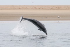 Reference photograph of Common bottlenose dolphin. Photographed at Pelican Point, Namibia.